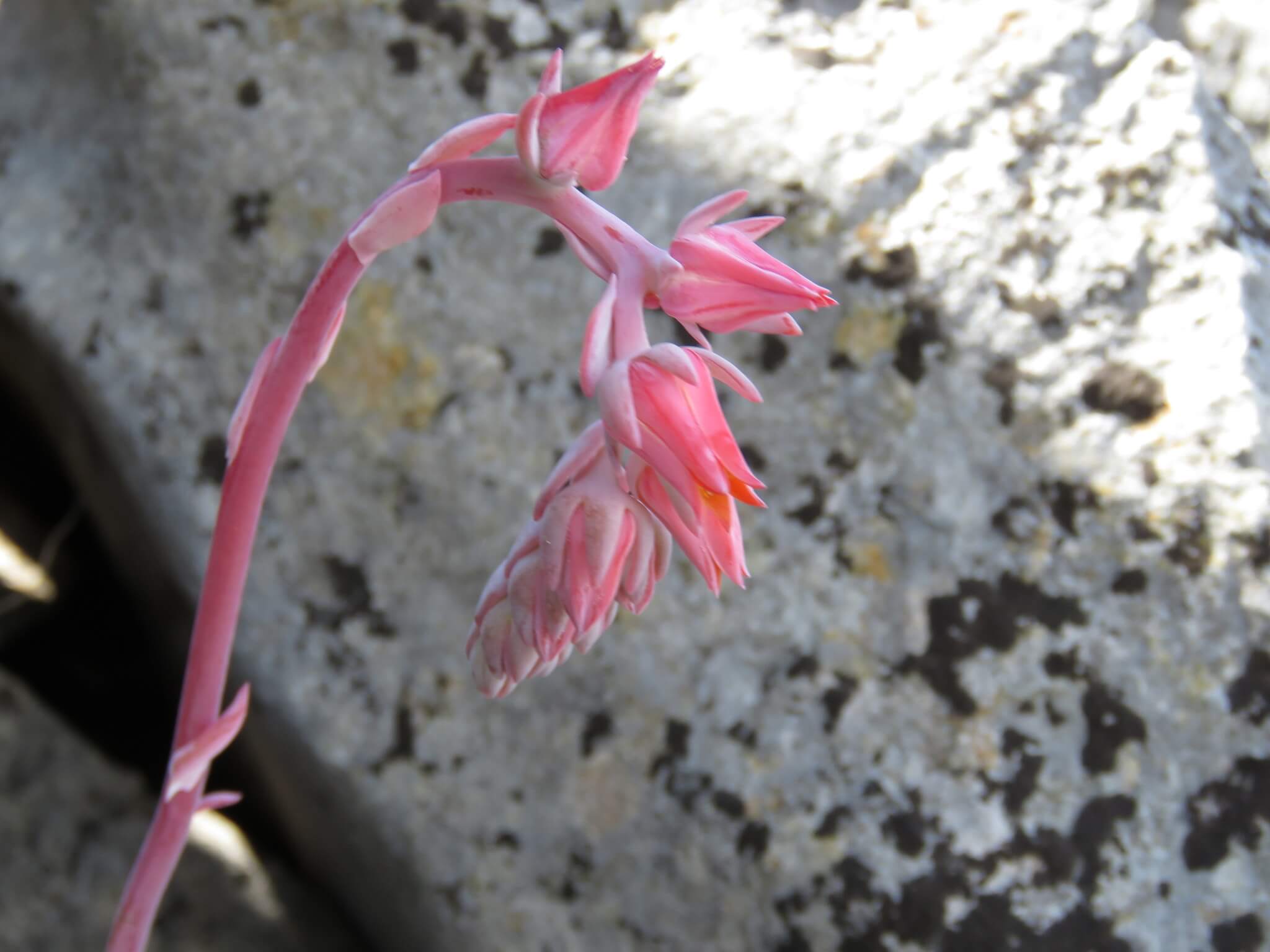Echeveria desmetiana